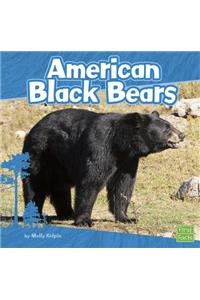 American Black Bears