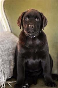 The Labrador Retriever Puppy Dog Journal