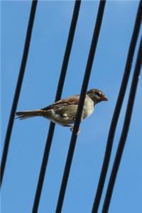 Sparrow on a Wire Bird Journal
