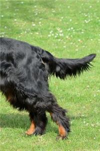 Gordon Setter