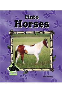 Pinto Horses