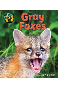Gray Foxes