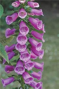 Extra Pretty Thimble Common Foxglove Flowers Journal