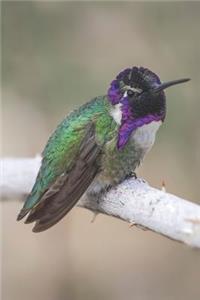 Hummingbird Journal