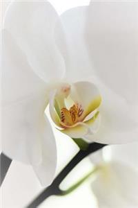 A White Orchid Journal