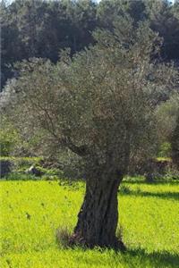 Olive Tree Journal