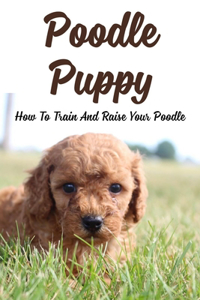 Poodle Puppy