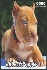 Pitbull Puppies 2021 Wall Canlendar