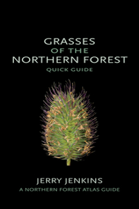 Grasses of the Northern Forest