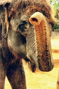 Indian Elephant Journal