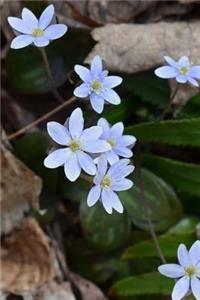 Hepatica Wildflower Journal