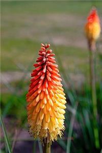 Cool Red and Yellow Torch Lily Flowers Gardening Journal