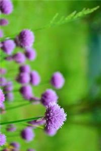 Beautiful Purple Chive Blooms in the Garden Journal