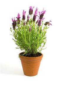 Lavender Purple Color Homeopathy Aromatherapy Homeopath Aromatherapist Medicine