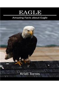 Amazing Facts about Eagle