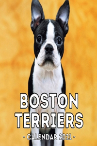 Boston Terriers Calendar 2021