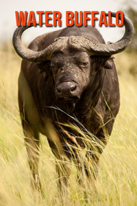 Water Buffalo