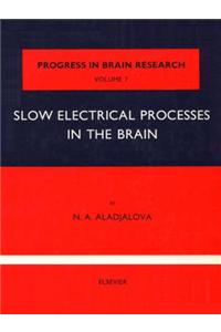 Slow Electrical Processes in the Brain