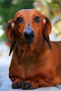 Dachshund