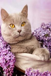 British Shorthair Cat