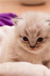 Charming Little Persian Kitten Journal