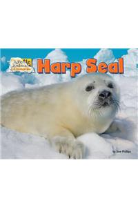 Harp Seal
