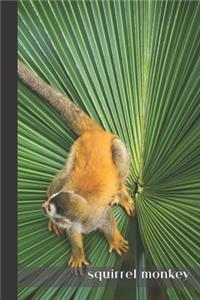 squirrel monkey