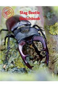Stag Beetle Sketchbook