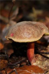 Chestnut Cap Mushroom Journal