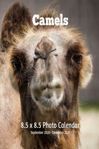 Camels 8.5 X 8.5 Calendar September 2020 -December 2021