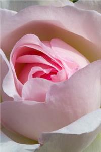 A Blushing Pink Rose Portrait Journal