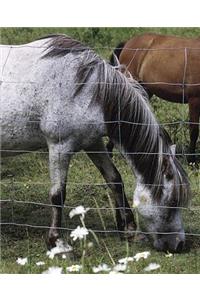 Horse Photo School Composition Book Equine Grazing Horses