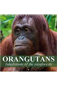 Orangutans Inhabitants of the Rainforests 2017