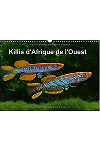 Killis D'afrique De L'ouest 2018