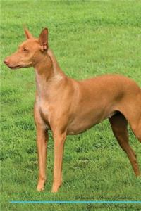 Pharaoh Hound Affirmations Workbook Pharaoh Hound Presents