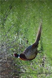 South Dakota State Bird - Ring-necked Pheasant Journal