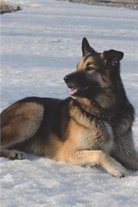 German Shepherd in the Snow Journal