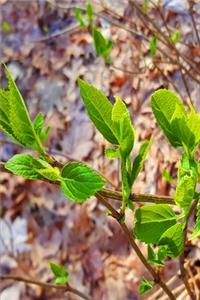 2020 Weekly Planner Spring Leaves Emerge 134 Pages