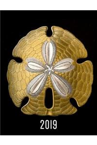 Sand Dollar, an Ocean Sea Urchin