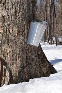 Silver Pail in the Woods Maple Sugaring Journal