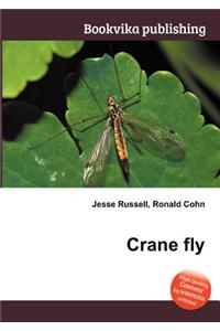 Crane Fly