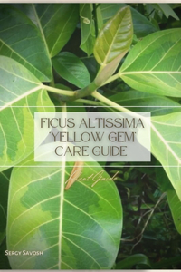 Ficus altissima 'Yellow Gem' Care Guide