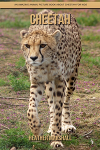 Cheetah
