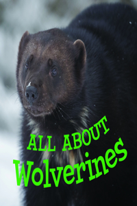 All about Wolverines