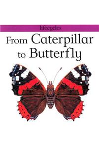From Caterpillar to Butterfly