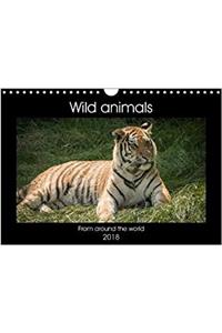 Wild Animals from Around the World 2018