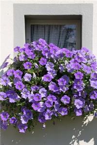 Purple Petunias on a Balcony Flower Journal