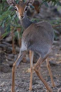 African Dik Dik Antelope Journal