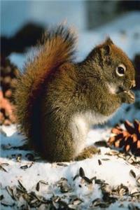 Journal Cute Red Squirrel Eats Seeds