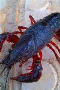 Crawfish Freshwater Lobster Journal